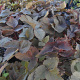 Cryptotaenia japonica atropurpurea GM P9