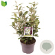 Elaeagnus ebb. 'Compacta' 50-60 cm 5,0L