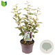 Elaeagnus ebbingei 60-80 cm 5,0L