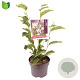 Magnolia soulangeana 80-100 cm 5,0L
