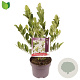 Magnolia stellata 60-80 cm 5,0L