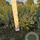 Osmanthus burkwoodii 40-60 cm met kluit