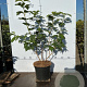 Viburnum opulus 'Roseum' 60-80 cm 7,5L
