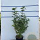 Viburnum opulus 'Roseum' 60-80 cm 7,5L
