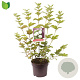 Viburnum opulus 'Roseum' 80-100 cm 7,5L