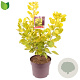 Cotinus cog. Golden Spirit 60-80 cm 7,5L