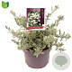 Convolvulus cneorum 20-25 cm 5,0L