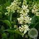 Ligustrum 'Korean Dwarf' 40-50 cm 20L