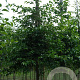 Styrax japonicus 14-16 HO draadkluit