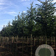Styrax japonicus 14-16 HO draadkluit