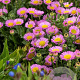 Erigeron gl. 'Sea Breeze' GM P9