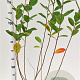 Aronia melanocarpa 100-125 cm 5,0L