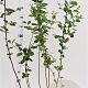 Aronia melanocarpa 100-125 cm 5,0L