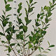 Aronia melanocarpa 100-125 cm 5,0L