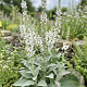 Verbascum 'White Domino' GM P9