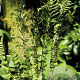 Dryopteris af. 'Cristata' GM P9