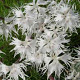 Dianthus arenarius GM P9