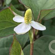 Houttuynia cordata 'Plena' GM P9