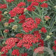 Achillea 'Sassy Summer Sangria' GM P9