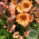 Geum Tempo Orange GM P9
