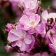 Rosa (H) Lavender Dream GM rozenpot 4L