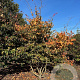 Parrotia persica 200-250 cm draadkluit solitair