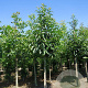 Castanea sativa 18-20 HO draadkluit 3 X verplant