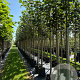 Tilia europaea 'Pallida' 8-10 HO container