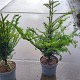 Taxus baccata 40-60 cm 5,0L