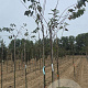 Prunus avium 8-10 HO wortelgoed