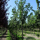 Prunus avium 16-18 HO draadkluit 3 X verplant