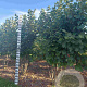 Corylus avellana 250-300 cm draadkluit solitair