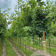 Quercus robur 18-20 HO draadkluit 3 X verplant
