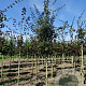 Acer campestre 14-16 HO draadkluit 3 X verplant