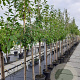 Prunus d. 'Hauszwetsche' 8-10 HA container