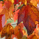 Acer rubrum Red Sunset 10-12 HO wortelgoed