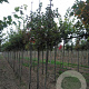 Acer rubrum Red Sunset 8-10 HO wortelgoed