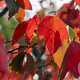 Acer rubrum Red Sunset 6-8 HO wortelgoed