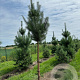 Pinus sylvestris 20-25 HO draadkluit 3 X verplant