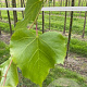 Tilia cordata 'Greenspire' 12-14 HO draadkluit 3 X verplant