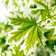 Acer plat. 'Drummondii' 8-10 HO wortelgoed