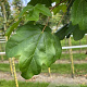 Acer campestre 'Lienco' 14-16 HO container