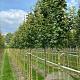 Acer campestre 'Lienco' 18-20 HO draadkluit 3 X verplant