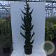 Chamaecyparis l. 'Wissel's Saguaro' 350-400 cm draadkluit solitair