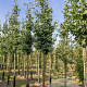 Ginkgo biloba 550-600 cm draadkluit solitair