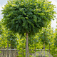 Robinia ps. 'Umbraculifera' 12-14 HO wortelgoed