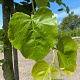 Tilia cordata 'Roelvo' 14-16 HO draadkluit 3 X verplant