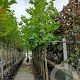 Platanus hispanica 12-14 HO container
