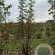 Sorbus aucuparia 200-250 cm draadkluit solitair