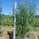 Sorbus aucuparia 250-300 cm draadkluit solitair